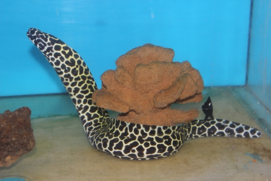  Gymnothorax favagineus (Tessellated Moray, Honeycomb Moray)